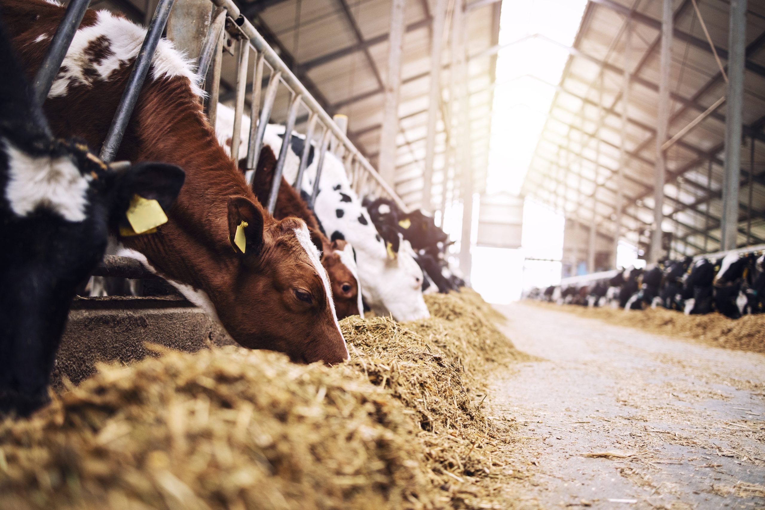 Group of cows at cowshed eating hay or fodder on dairy farm.
