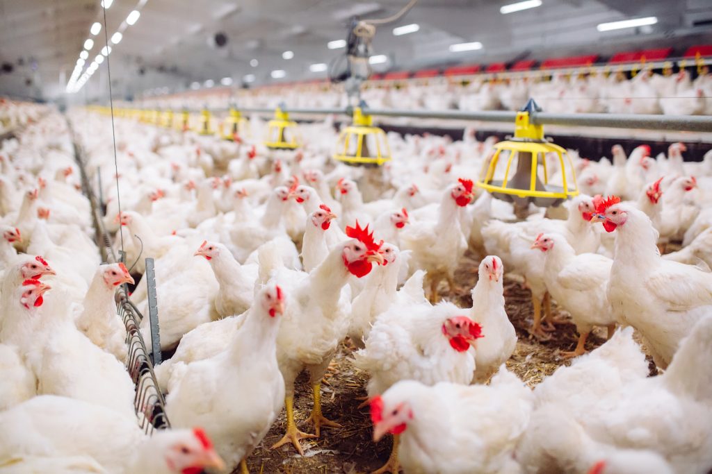 Water related factors in broiler production