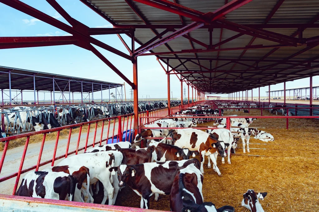 Benefits of good rumen development in dairy calves