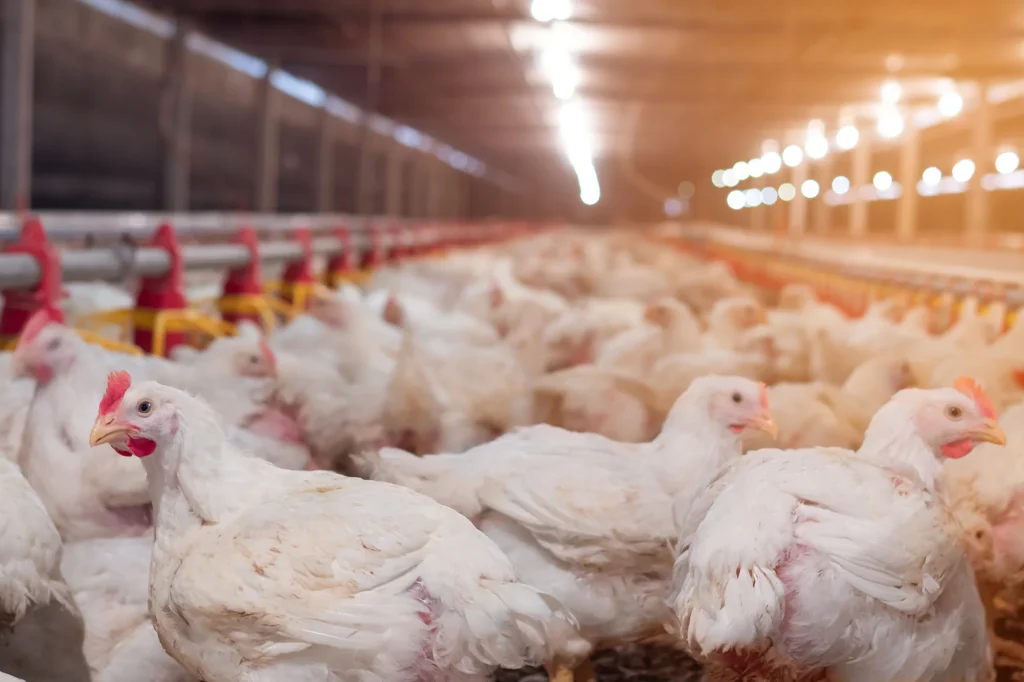 Water related factors in broiler production