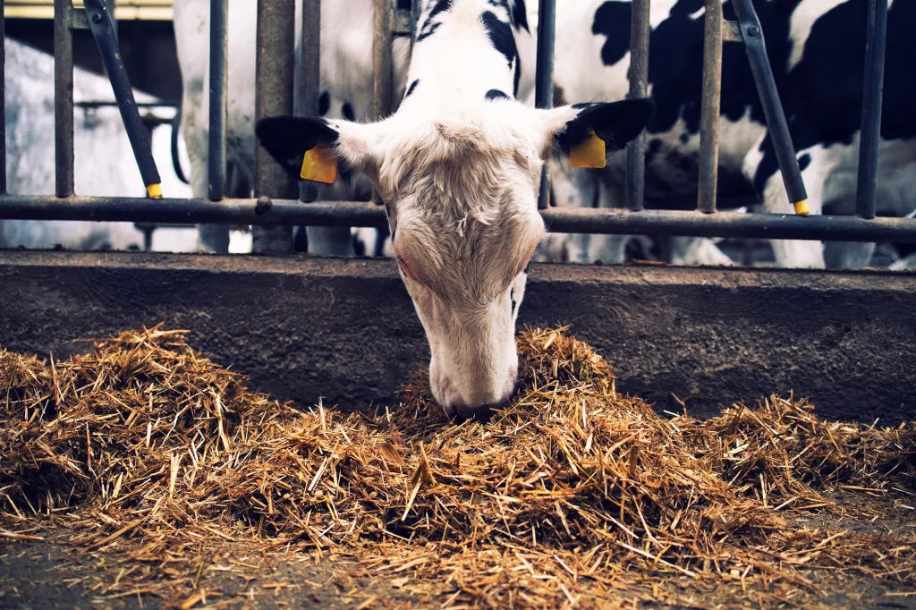 The backlog is gone: update on approval of feed additives in the usa